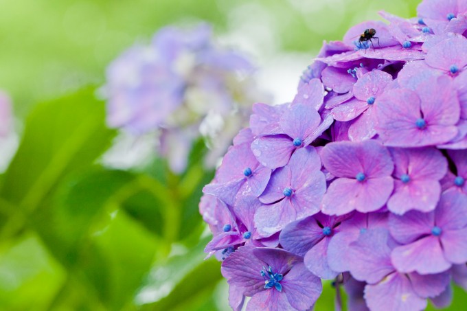 あじさいの見頃はいつ？ - 株式会社 気象サービス